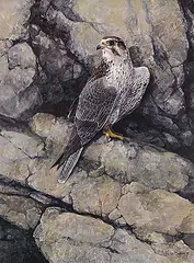 Prairie Falcon - Rocky Ledge by Kerri Burnett, oil on wood board, sold Apr 2025