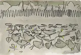 Edward William Godwin, Wild Rice, Lily Pads and Summer Breezes, hand coloured monotype on paper