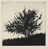Stephen Hutchings, Bush [4-24] #A/P, etching on paper