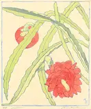 Alison Houston Lockerbie Newton, Cactus #21/50, colour wood block on paper