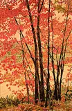 Herbert Otto Sellin, Parry Sound #7, 1982, oil on wood board
