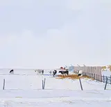 Peter Shostak, The Cows Are by the Windbreak, 1986, oil on canvas
