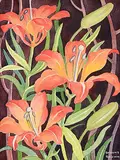 Annora Brown, Untitled - Tiger Lilies