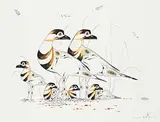 Edward Cobiness, Untitled - Birds & Young, 1993, watercolour on paper