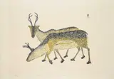 Kananginak Pootoogook, Young Caribou #25/50, 1975, colour stonecut on paper