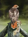Roland Rollinmud, Untitled - Falcon with Prey, acrylic on canvas