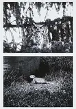 Don Gill, Study for: Social Relations #AP, 2021, chromogenic ink on matte paper