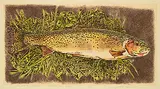 Jack Lee Cowin, High Country Cutthroat [Western Trout Series] #14/15, 1993, hand coloured etching on paper