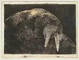 Jack Lee Cowin, Dark Waters / Walrus Study #A.P., 1994, hand coloured etching on paper