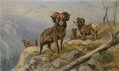 Nora Drummond, Untitled - Bighorn Sheep in the Mountains, oil on paper board
