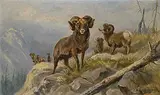 Nora Drummond, Untitled - Bighorn Sheep in the Mountains, oil on paper board