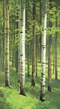 Keith Thomson, Deep in a Forest, oil on canvas