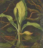 W. P. Weston, Swamp, 1942, oil on canvas