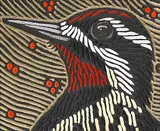 Lisa Brawn, Yellow-bellied Sapsucker, 2012, painted wood relief