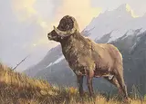 Karl E. Wood, Bighorn, oil on canvas board