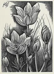 Henry Eric Bergman, Untitled - Crocuses, wood block on paper