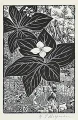 Henry Eric Bergman, Brunchberry Dogwood, 1949, wood block on paper