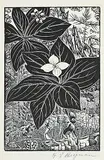 Henry Eric Bergman, Brunchberry Dogwood