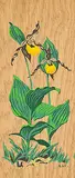 A. J. Casson, Yellow Lady Slipper, colour silkscreen on veneer