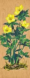 A. J. Casson, American Globe Flower, colour silkscreen on veneer