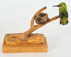 Rufous Hummingbird and Nest on Log by Dick Goerg, 2016, tupelo wood carving, sold Mar 2024