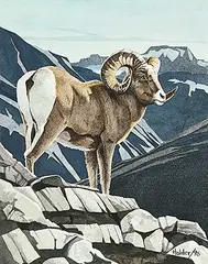 William Holder, Untitled - Bighorn Sheep, 1995, watercolour on paper