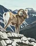William Holder, Untitled - Bighorn Sheep, 1995, watercolour on paper
