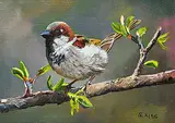 Andrew Kiss, House Finch