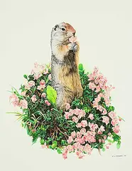 Ronald S. Parker, Columbian Ground Squirrel, 1979, watercolour on paper