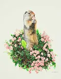Ronald S. Parker, Columbian Ground Squirrel, 1979, watercolour on paper