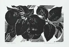 Carl Schaefer, Apples #25/35, 1935, lino block on paper