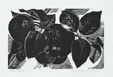 Carl Schaefer, Apples #25/35, 1935, lino block on paper