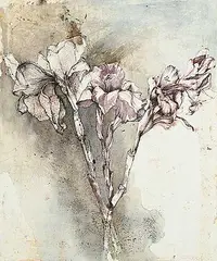 Susan E. Wood, Untitled - Irises, 1998, watercolour on paper