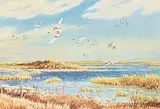 Ernest Luthi, Wildlife Area, East of Lakecity School on N. West End of Long Lake