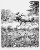Clarence Tillenius, Bull Moose and Reflection #15/50, etching on paper