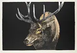 Jack Lee Cowin, Untitled - Portrait of an Elk #A/P, 1997, colour etching on paper