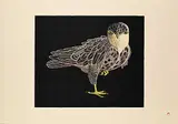 Kananginak Pootoogook, Hawk in Winter Darkness #14/70