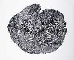 Troy Nickle, Spruce - 54 #3/4, 2019, relief print on paper