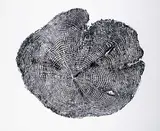 Troy Nickle, Spruce - 54 #3/4, 2019, relief print on paper
