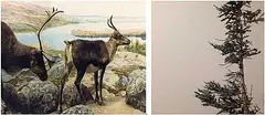 Collin Zipp, Caribou / Black Spruce [Diptych], 2023, colour photograph on paper
