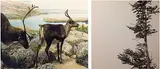 Collin Zipp, Caribou / Black Spruce [Diptych], 2023, colour photograph on paper