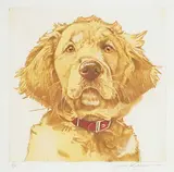 Jack Lee Cowin, Golden Retriever #7/30, 2005, hand coloured etching on paper