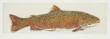 Jack Lee Cowin, Brook Trout #7/15, 1997, hand coloured etching on paper