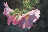 Marney-Rose Edge, Untitled - Pink Beauties, watercolour on paper