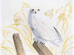 Randy Fehr, Snowy Owl #10/85, 1983, hand coloured lithograph on paper