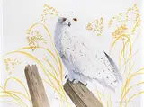 Randy Fehr, Snowy Owl #10/85
