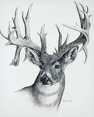 Randy Fehr, Untitled - Deer Portrait, 1985, watercolour and ink on paper