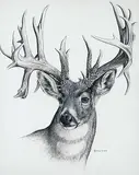 Randy Fehr, Untitled - Deer Portrait