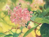 Linda Hobley, Untitled - Pink Petals, oil on canvas