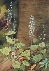Robert Holmes, Study of Flowers, watercolour on paper